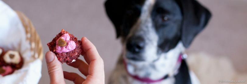 A dog sitting waiting for a dog cupcake treat