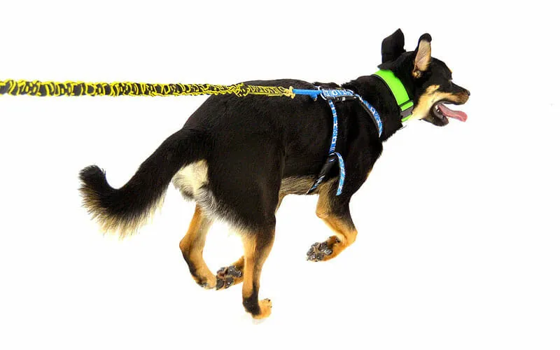 A dog with leash on