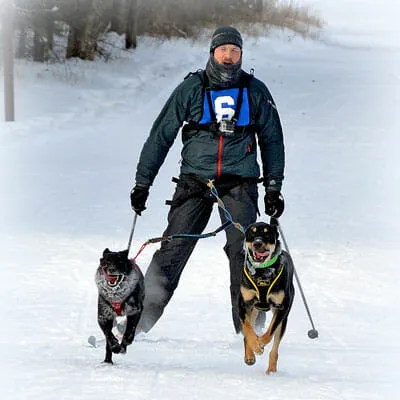 A person with dogs on a snow ski