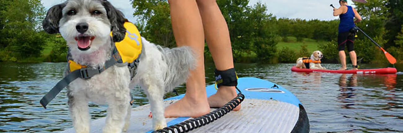 A dog and a person on a paddleboard