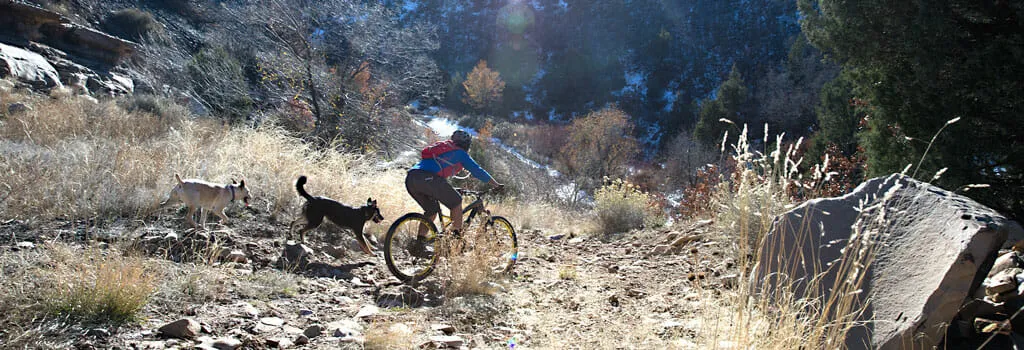 Two dogs running behind a person on a mountain bike on a trail in the mountains.