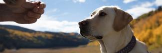 yellow lab outside receiving a treat from a person
