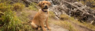 A puppy sitting on a trail