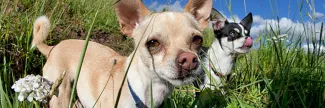 Two dogs in a field