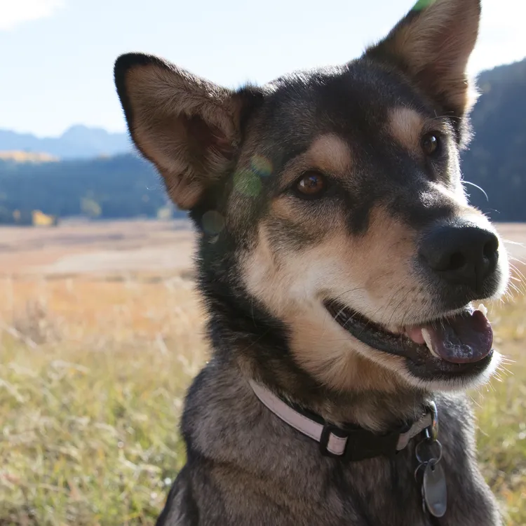 dog in field with recumbent bike rider
